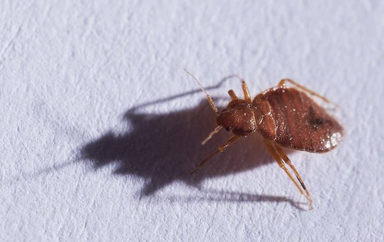 a bed bug crawling on a white background