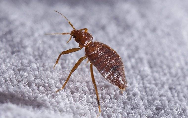 up close image of a bed bug crawling on a sheet