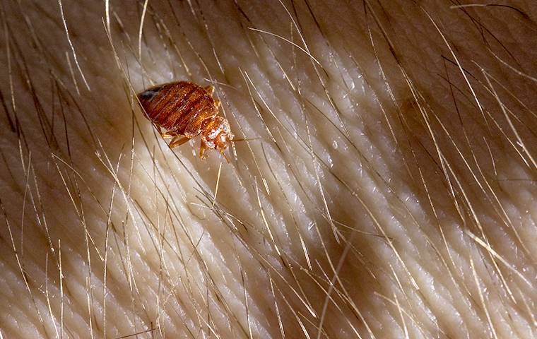 bed bug on skin