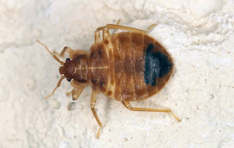 a bed bug on a bed sheet