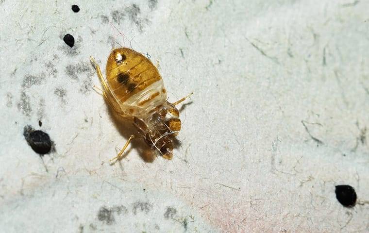 a bed bug infestation on sheets