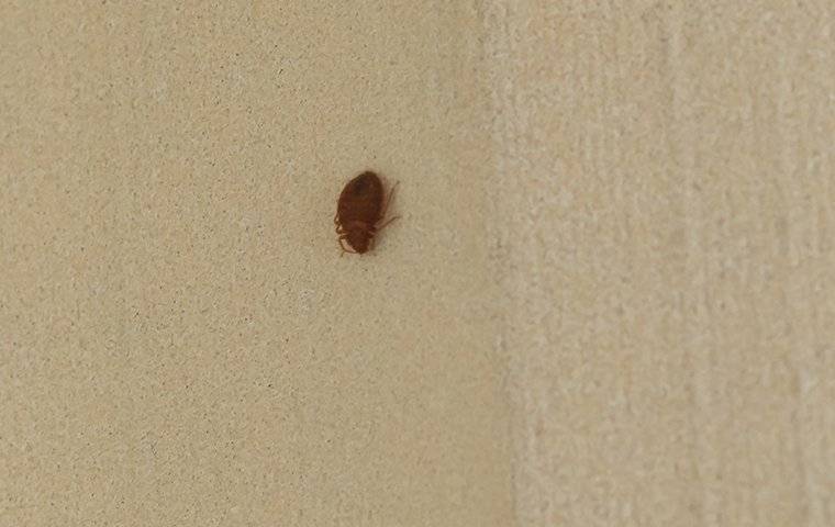 bed bug on a curtain