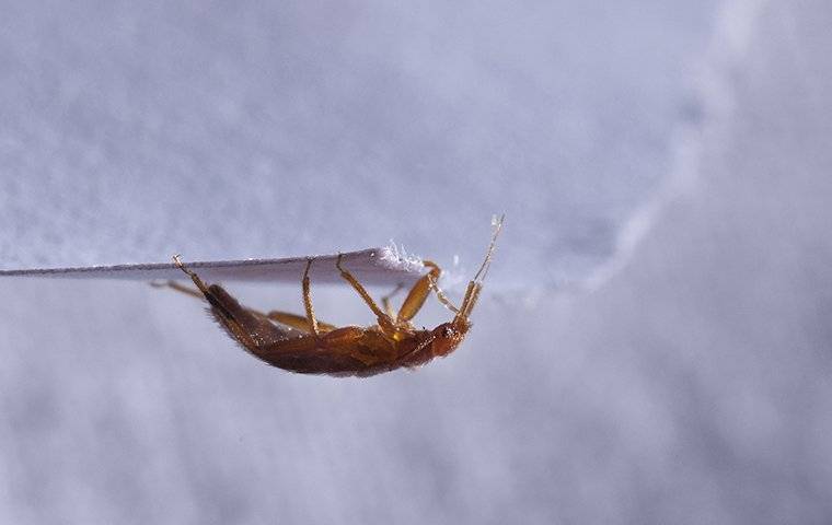 bed bug on edge of paper