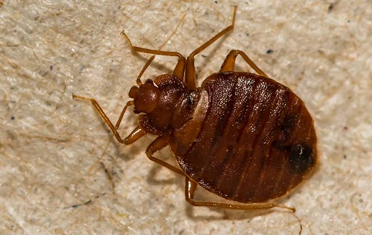 bed bug on fabric