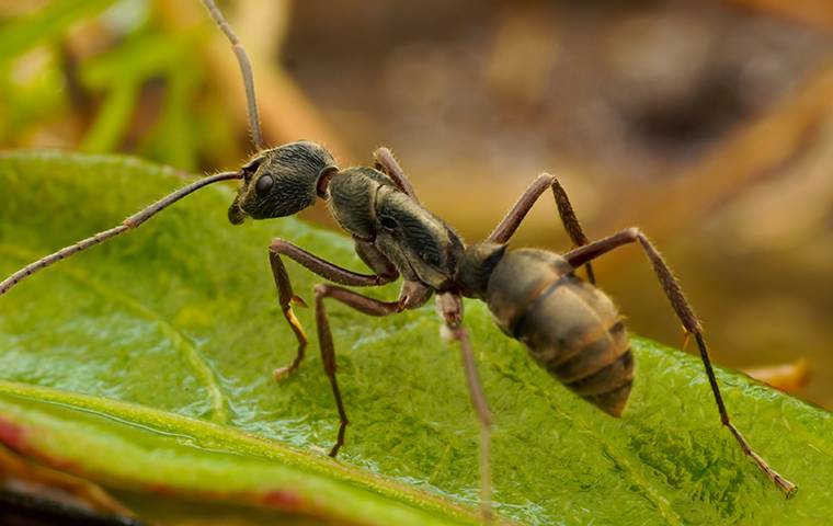 black ant on a leaf