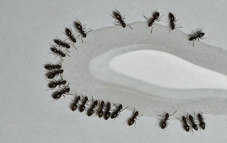 black ants drinking water
