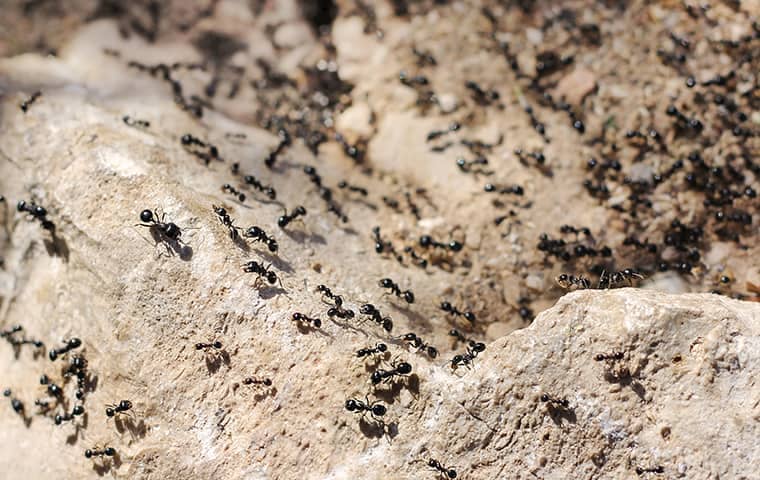 ants on rock