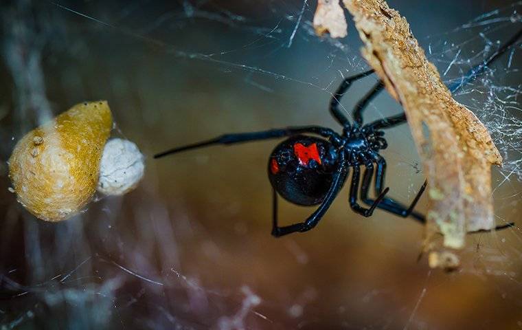a black widow spider with a full egg sac