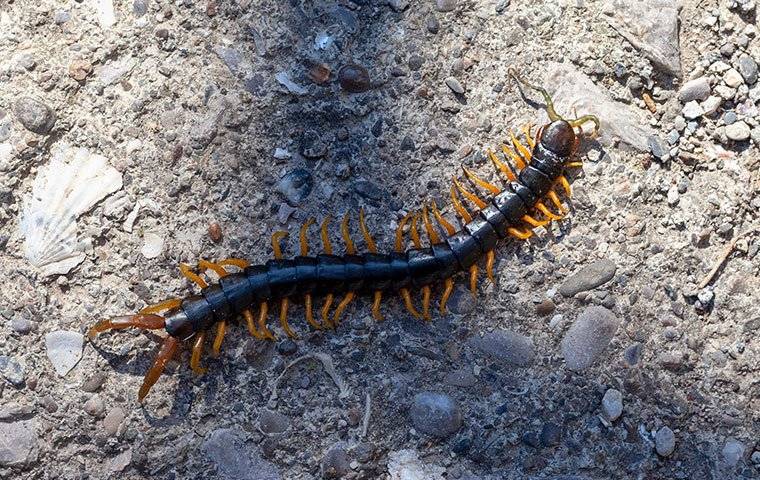 millipede infestation