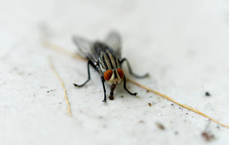 a house fly on a dirty floor