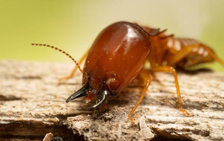 up close image of a termite crawling on wood