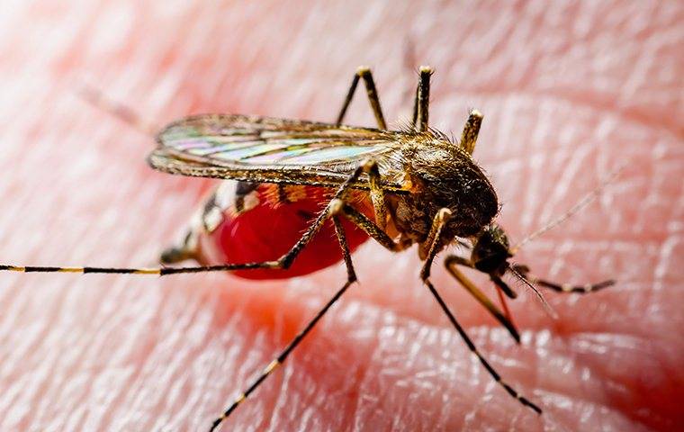 a mosquito biting someone's skin