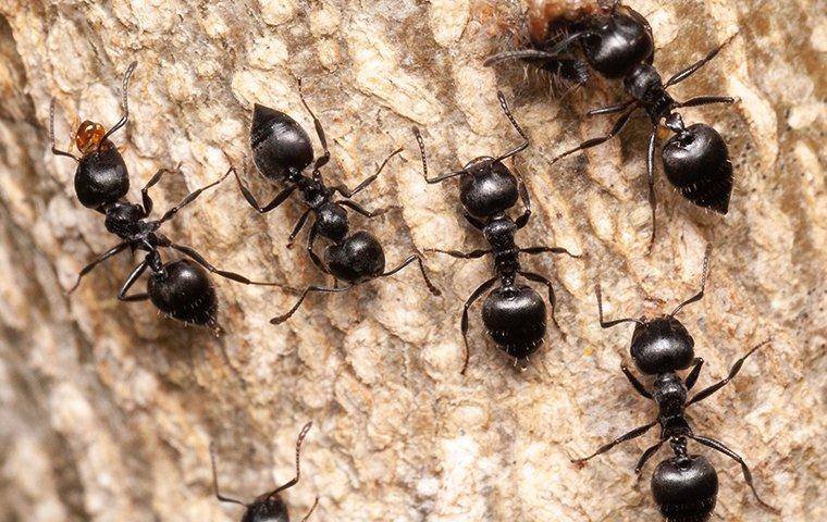 Acrobat Ants Crawling On A Tree 