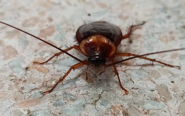 a cockroach in Fredericksburg