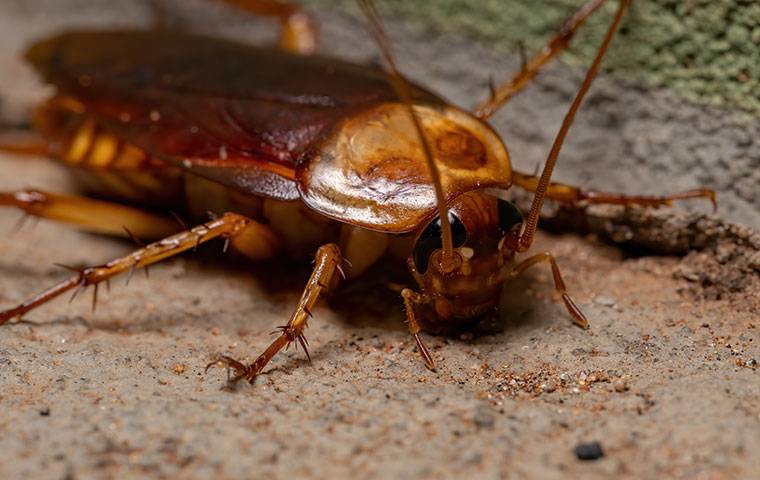 an american cockroach crawling in a basement