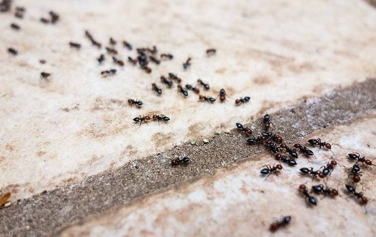 ants crawling on tile floor