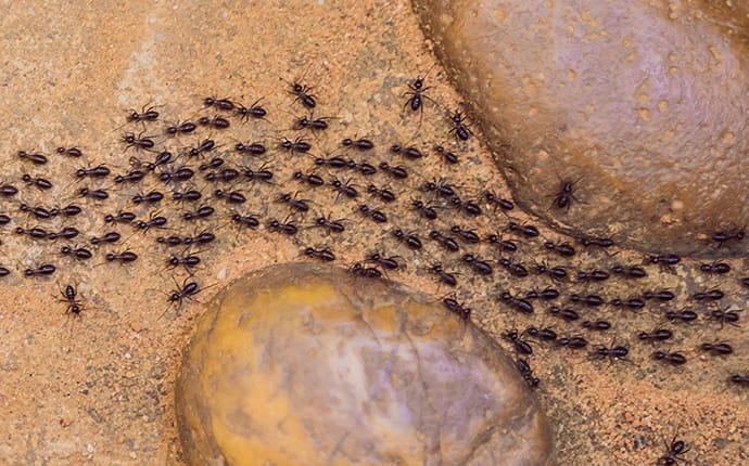 ants crawling in between rocks