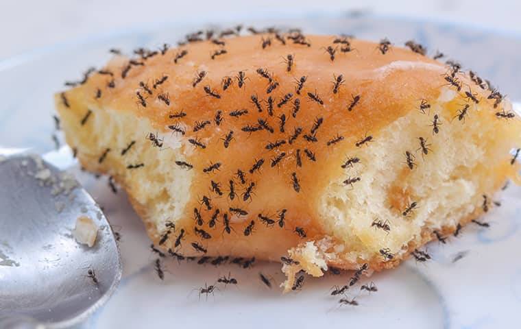 ants on pastry