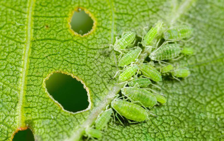 aphids on a leaf