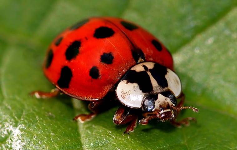 Luck Be a Ladybug  South Carolina Aquarium