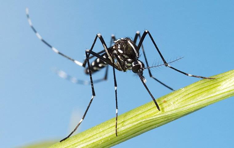 mosquito on a blade of grass