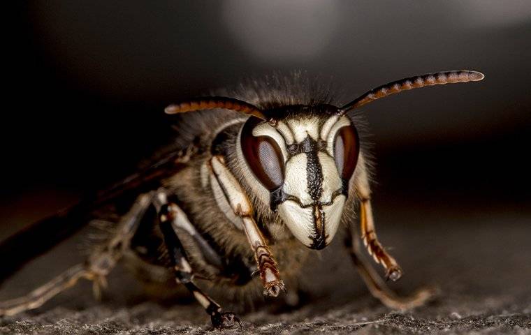 bald faced hornet