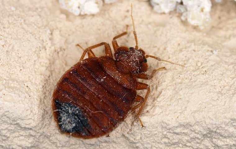 bed bug up close