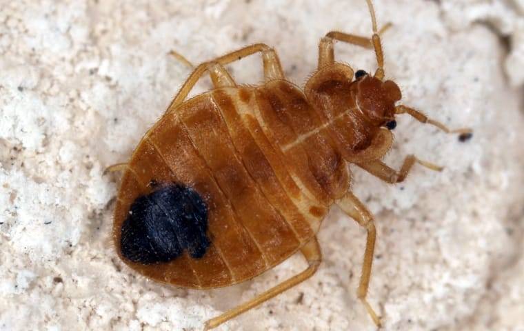 bed bug on furniture