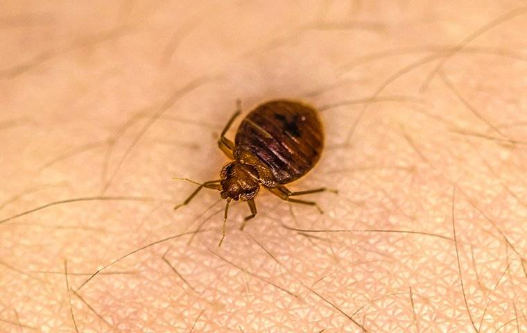 a bed bug crawling on human skin