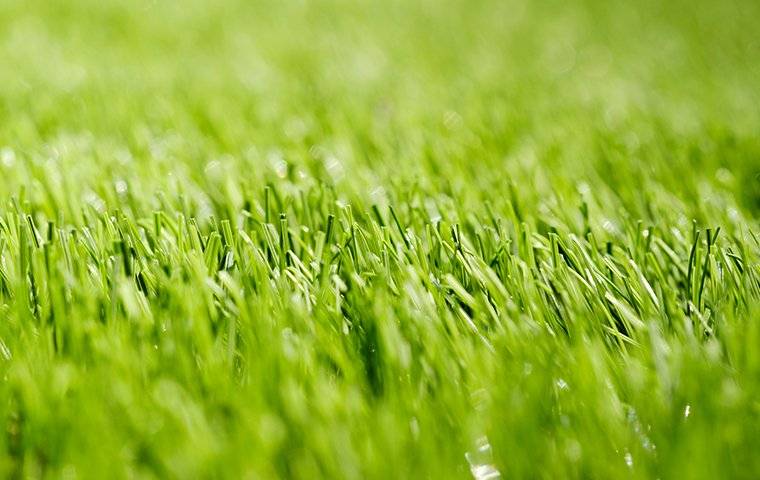 up close image of nice green grass