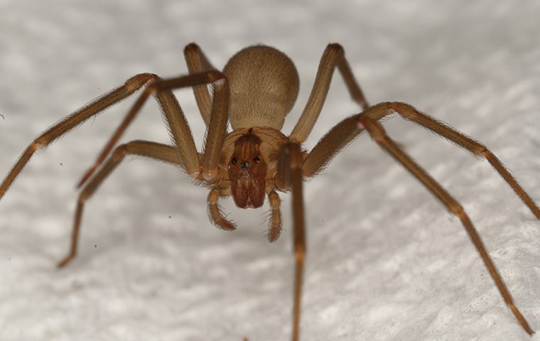 a brown recluse spider in a house