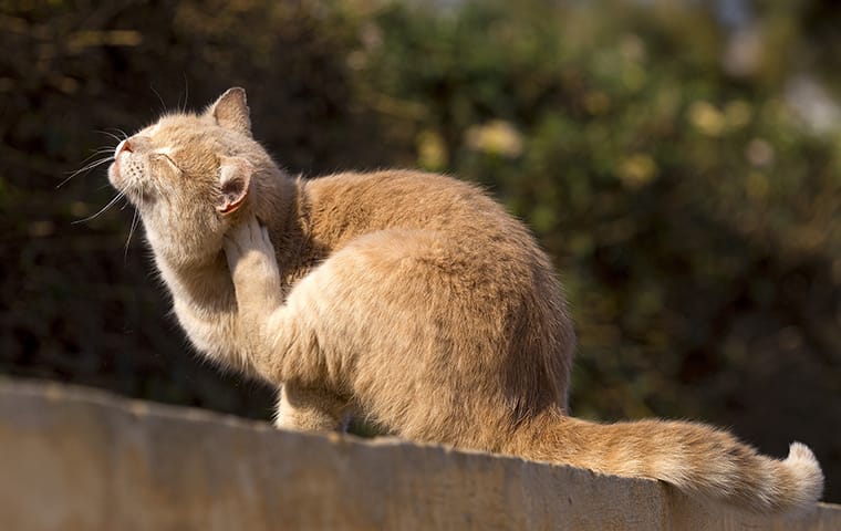 cat scratching at fleas