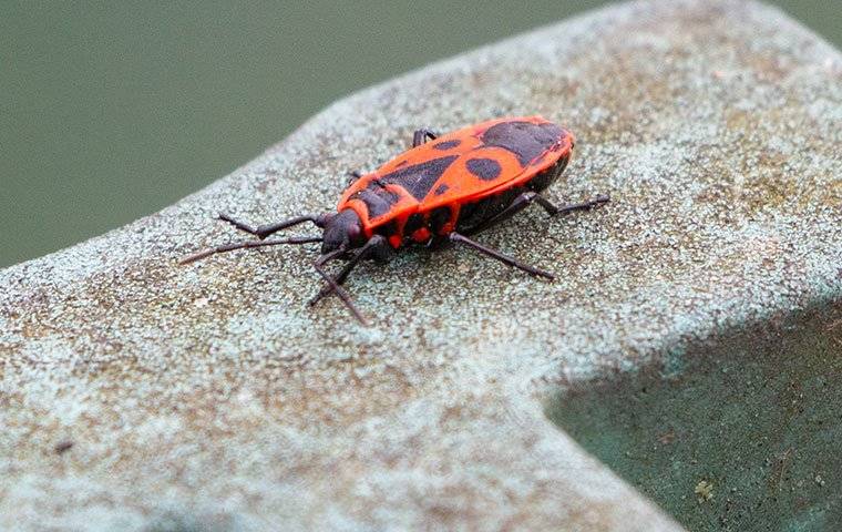 boxelder bug on concrete