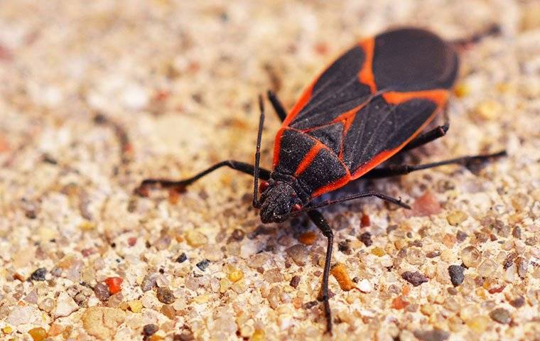 boxelder bug on sand