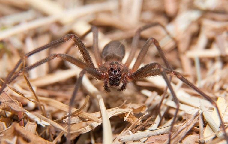 a brown recluse spider crawling in a yard