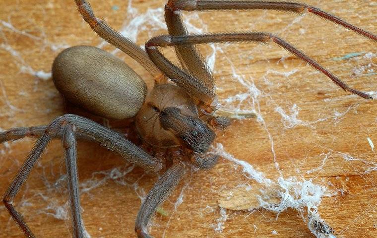 brown recluse spider crawling on the ground in a home