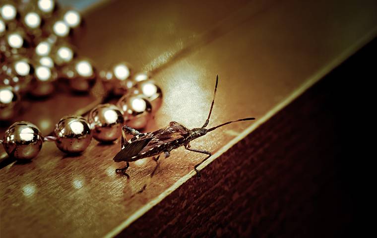 a beetle crawling near christmas decor