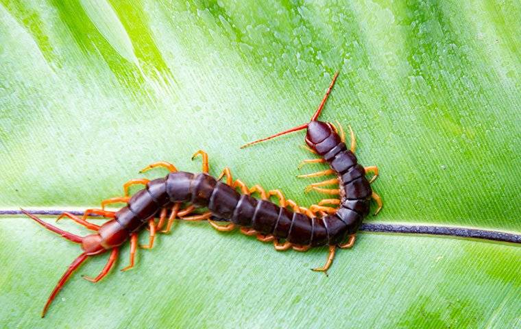 centipede on leaf