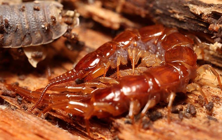 centipede on a log