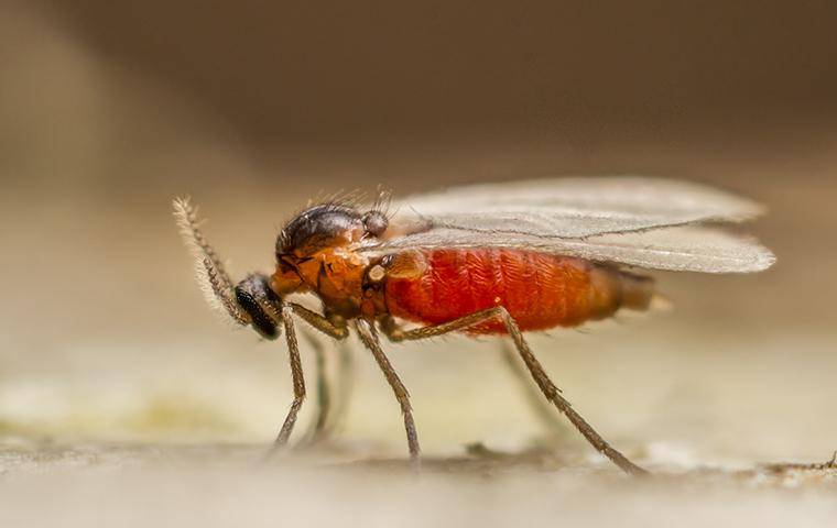 close up of a gnat