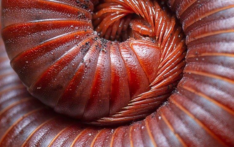 a millipede in a raleigh home