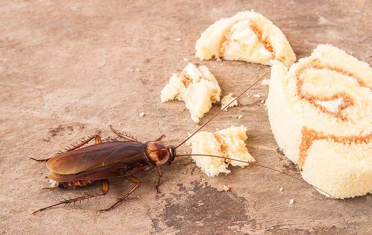 cockroach eating food