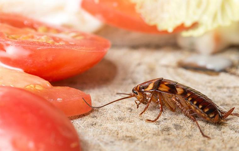 a cockroach near tomatoes