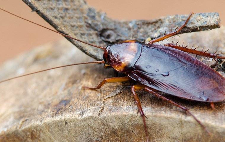 cockroach on wood in a shed