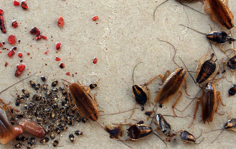 cockroaches on a sticky trap