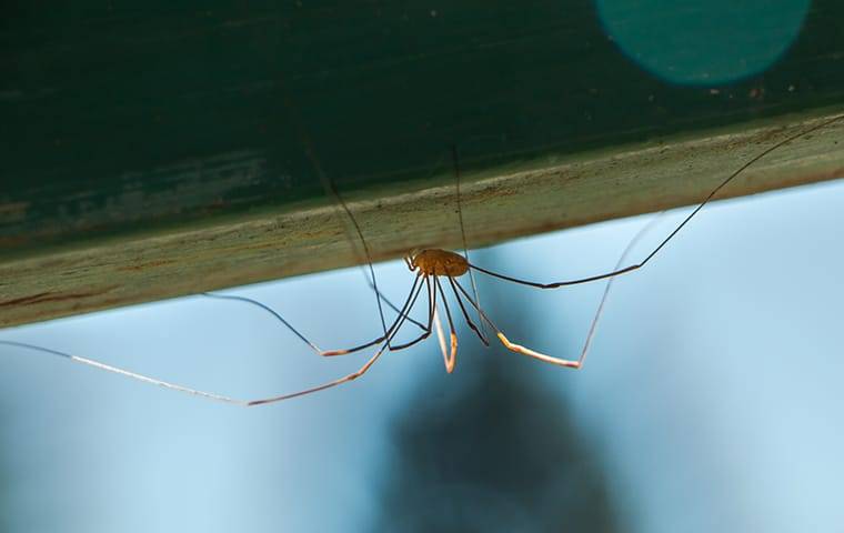 daddy long leg spider hanging from wood