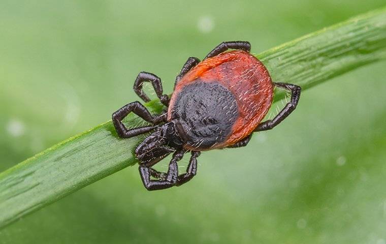 a deer tick on a grass strand