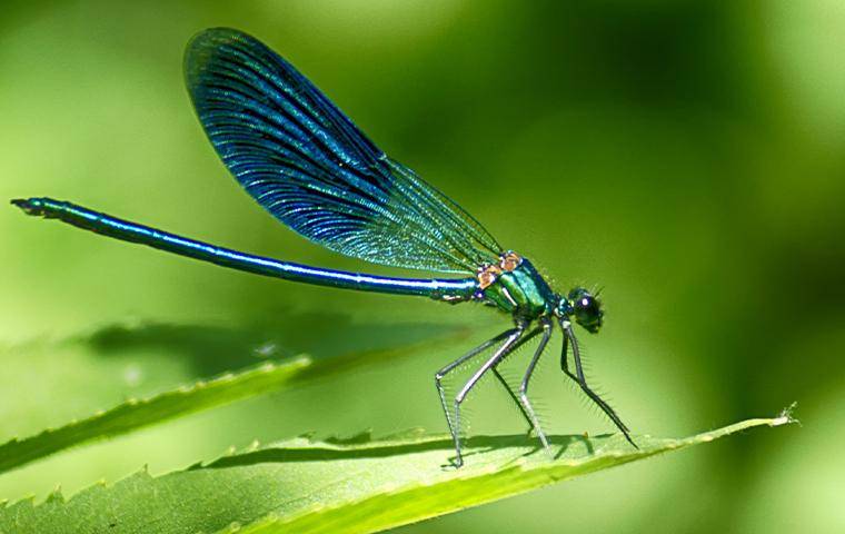 dragonfly on a leaf