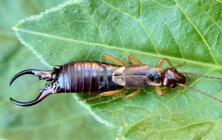 earwig on a leaf