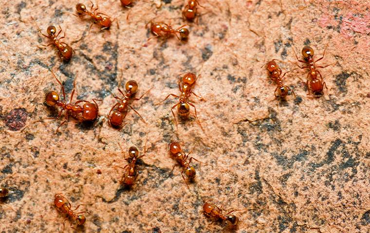 several fire ants outside a home